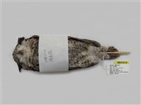 藏品(領角鴞)的圖片